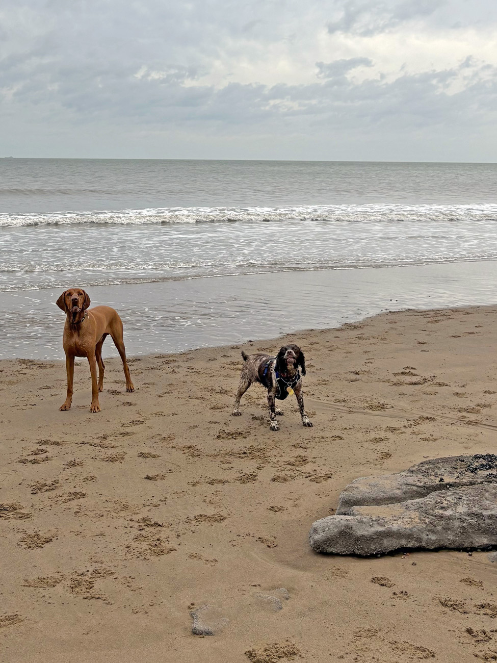Dog enjoying beach walk 5