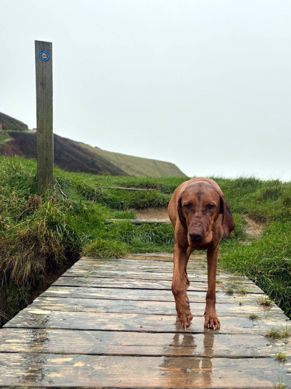 Dog enjoying beach walk 7