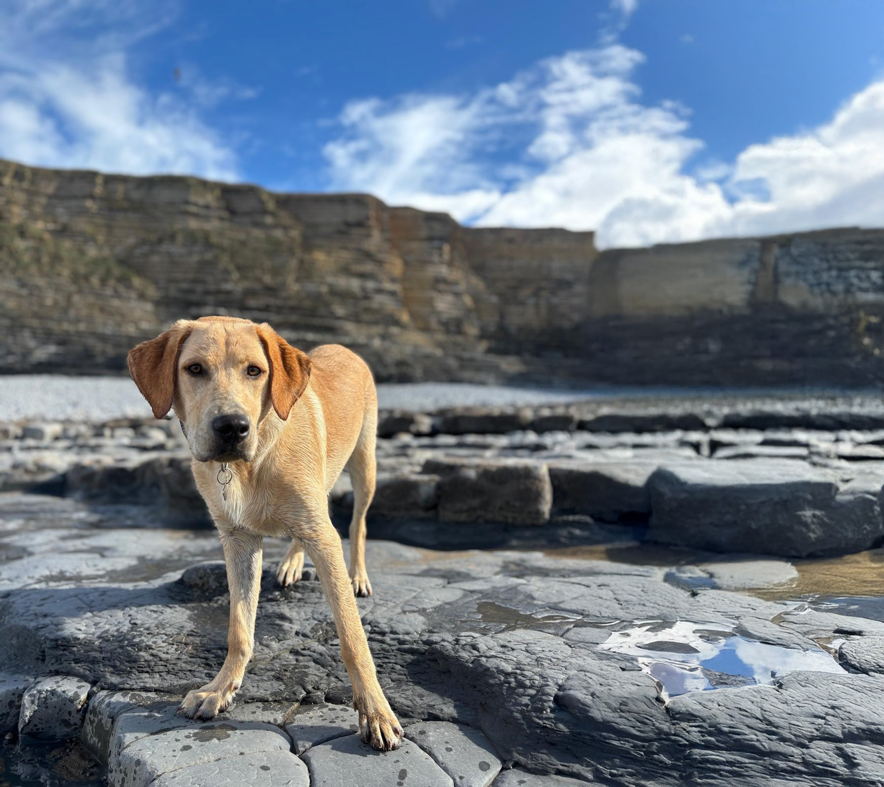 Dogs enjoying beach walks at Nash Point