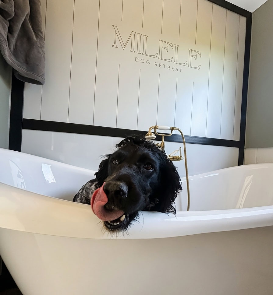 Milele Dog Spa Services